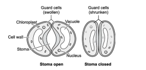 How do the guard cells regulate opening and closing of stomatal pores?