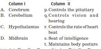 Column I lists the parts of the human brain and column II lists the ...