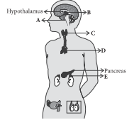 The given figure shows the main endocrine glands in the human body ...