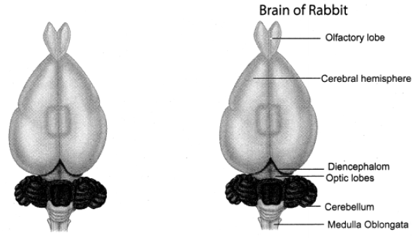 Draw and label the Brain of the rabbit.
