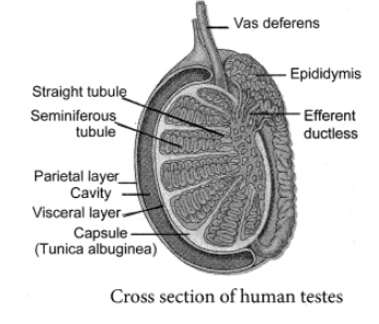 Draw a labelled diagram of Cross Section of: Human testes