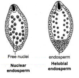 Draw and label the structure of nuclear endosperm and Helobial endosperm