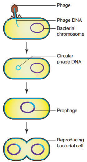 Explain the lysogenic multiplication of phages.