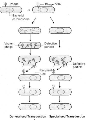 Write in detail about transduction and its types.