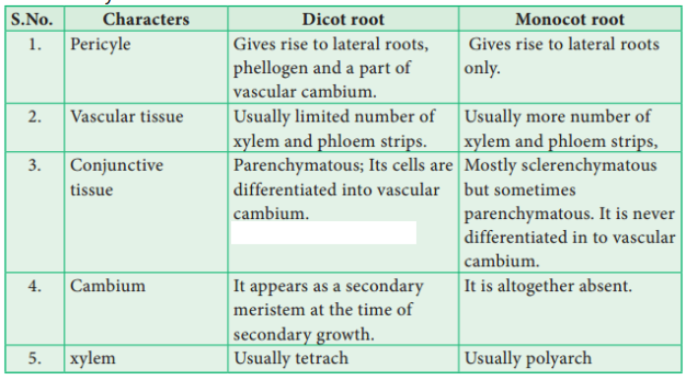 Distinguish the anatomy of dicot root from monocot root.