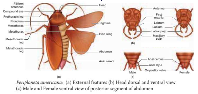 Explain the morphology of cockroach.