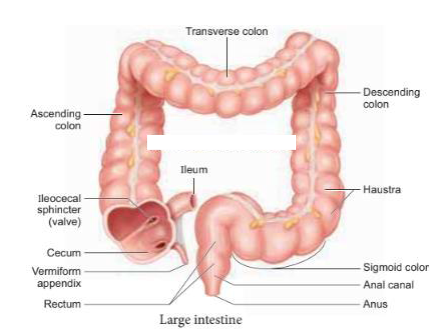 Explain the structure of the large intestine