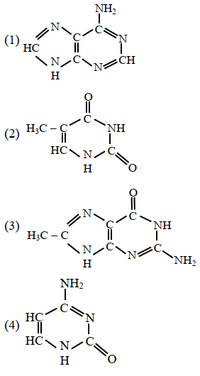DNA molecule contains 4 bases whoes structure are shown below. One of ...