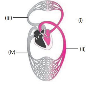 The figure given below shows a schematic plan of blood circulation in ...