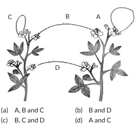 The diagram shown below depicts pollination. Choose the options that ...