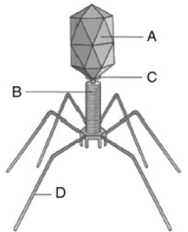 Given below is the diagram of a bacteriophage. In which one of the ...