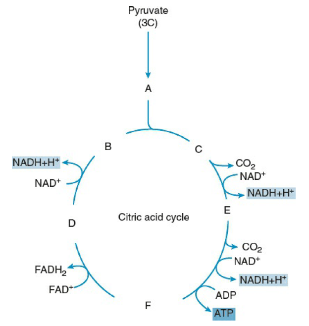 Identify A, B, C, D, E and F in the given figure. (a) A: Oxaloacetic ...