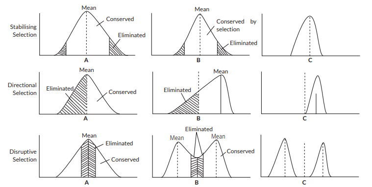 Give a note on the various types of natural selection.