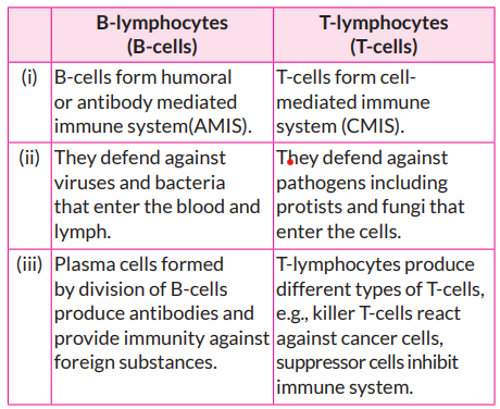 What is the functional difference between B-cells and T-cells?