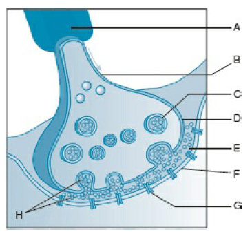Identify A to H in the given figure. (a) A: Neurotransmitters, B ...