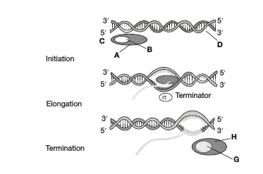 What is indicated by A, B, D, G and H in figure? (a) RNA polymerase ...
