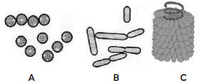 Identify the following. (a) A - Tobacco mosaic virus, B - Coccus, C ...