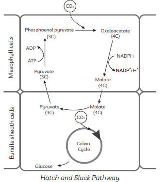 Hatch and Slack pathway is a complex process which occurs in desert ...