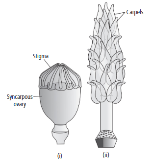 (a) Draw a diagram of a multicarpellary syncarpus pistil and ...
