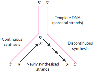 Y Structure (a) Draw a labelled diagram of a